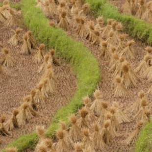 Rice harvest